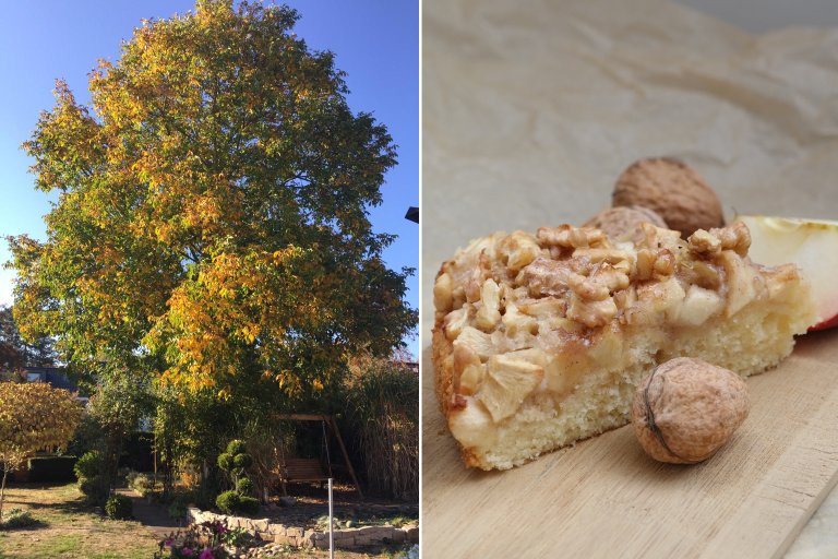 Köstlicher Herbstbote: Apfel-Walnuss-Kuchen mit Zimtsirup – Annibackt